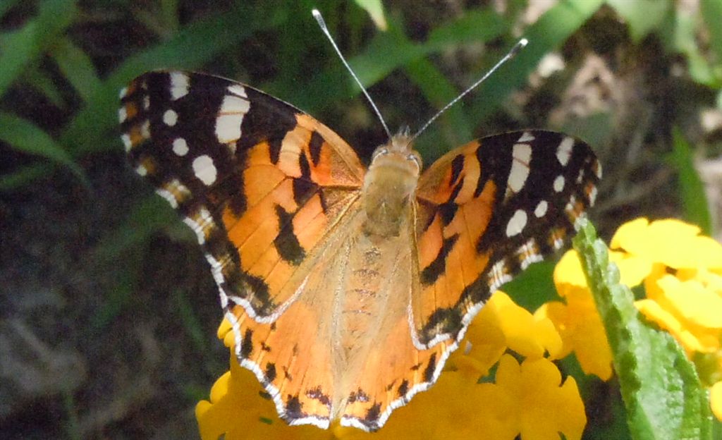 Vanessa cardui